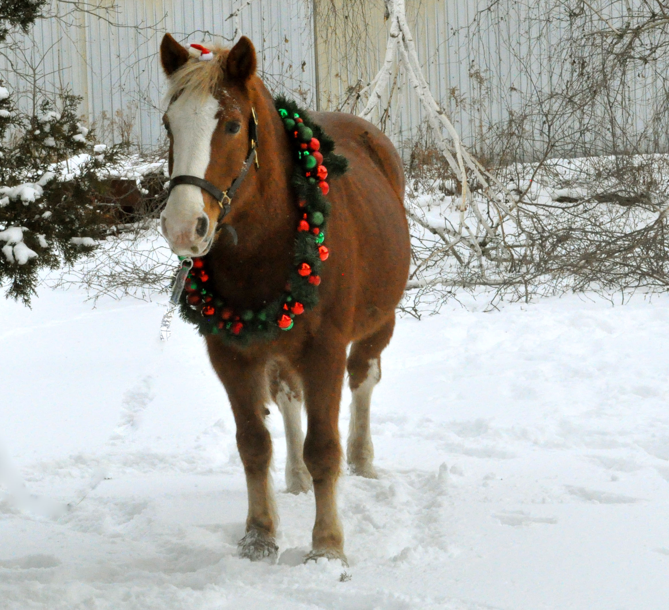 Toby is a 9 year old appy gelding. He is approximately 15.3hh. Toby is athletic and well built. Broke walk trot canter and can jump a course. He was born June 16th, 2016 so he will be 10 this year.  Toby is quiet enough for anyone to handle on the ground but does require an experienced rider. He is brave & athletic and could go any direction with the right person! He does not want to live the school horse life and prefers one or two regular riders.   Toby is an easy keeper, currently living outside in a group of 4 other gelding. He gets grain 1x daily. When out in a mixed herd, Toby has been observed mounting mares - though he is 100% gelded with no retained testicles or anything. He is really a well put together horse & as much as I wanted to make him into a school horse, he just isn't a good fit for that.  He has been ridden mostly English, has worn a western saddle. He attended a couple of hunter schooling shows in 2025. Toby is up to date on farrier & worming, due for vaccines in the spring.   He is not available for off property lease, not available for lease to own.   Asking 6️⃣0️⃣0️⃣0️⃣ obo If not sold, he will be ridden & shown during the 2026 season.